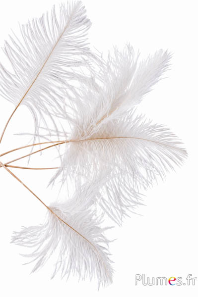 Panicule struzzo - 15-21 cm - bianco-crema